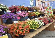 Colibri is hun nummer één serie in de calibrachoa-lijn. Er zijn effen kleuren en speciale patronen. Ze hebben een aantal nieuwe variëteiten in de serie, Tangerine (op de foto vooraan) en Spark purple.